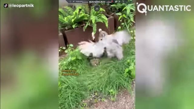 птицы с руками. смотреть онлайн