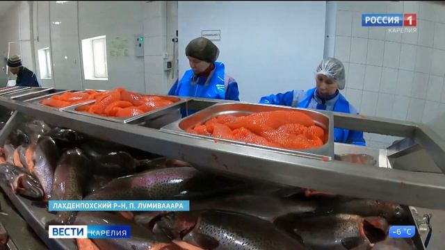 Карельская форель — перспективы в переработке рыбы смотреть онлайн