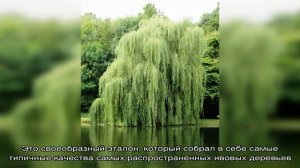 Чем верба отличается от ивы: сравнение