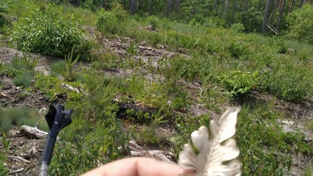 #КЛАД БОМБЕЙСКОГО ЛЕСНОГО ЗОЛОТА! КОРОНА ЦАРИЦЫ! В ПОИСКАХ КЛАДА И ЗОЛОТА ОТ ВИКЛИНГА! смотреть онлайн