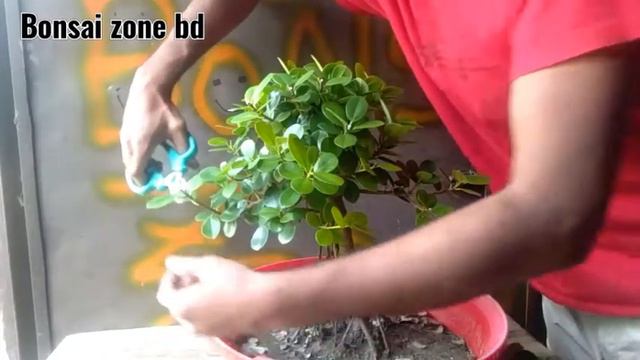 Ficus microcarpa green island Bonsai || Soft pruning my bonsai tree || TATRK'S BONSAI || Bonsai zon смотреть онлайн