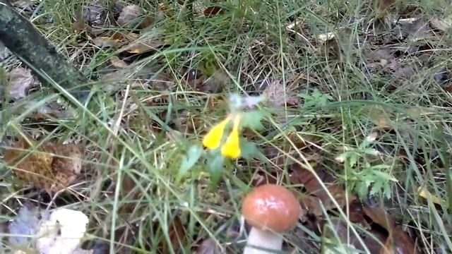 Заячий ремиз смотреть онлайн