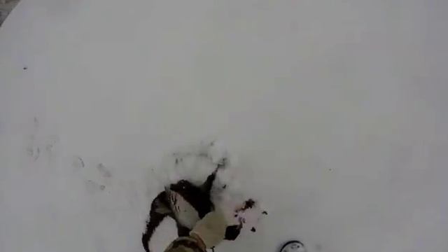 Охота на фазана в кызылорде смотреть онлайн