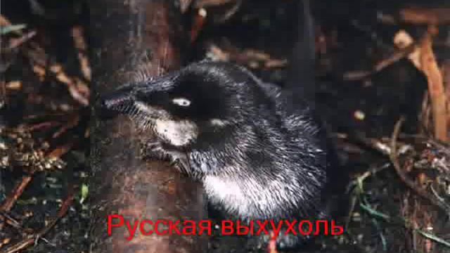 Животные красной книги.wmv смотреть онлайн
