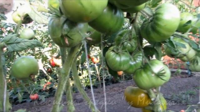 О сортах томатов ИЗУМРУДНОЕ ЯБЛОКО смотреть онлайн