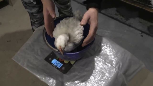 Выращивание бройлеров в домашних условиях \ Вес бройлера в месяц