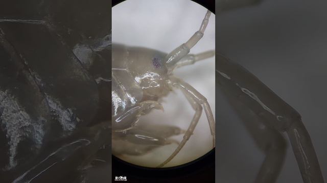 Для рыбалки 🎣 Мормыш под микроскопом смотреть онлайн