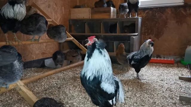 Араукана куры. Araucana смотреть онлайн