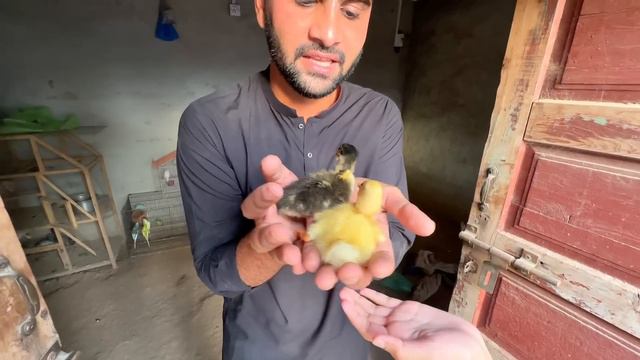 Achank Se Surprise Mil Gea Duck Baby Agae😍 смотреть онлайн
