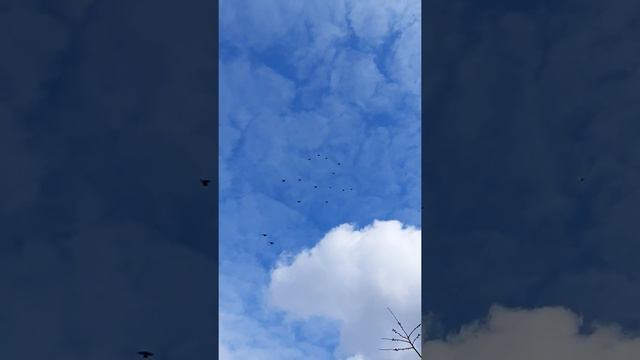 николаевская бабочка. матр смотреть онлайн
