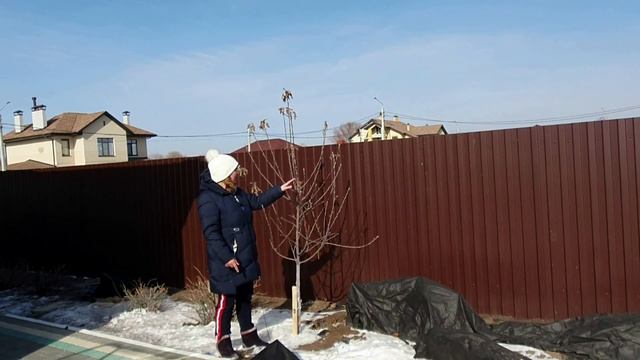 Обрезка деревьев зимой. Разбираемся в обрезке плодовых деревьев в саду смотреть онлайн