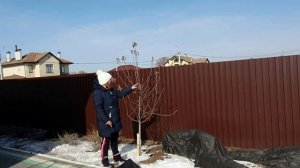 Обрезка деревьев зимой. Разбираемся в обрезке плодовых деревьев в саду