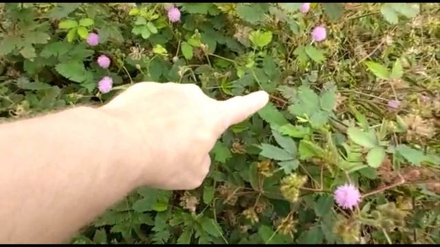 Чудо растение. Сунул пальчик.