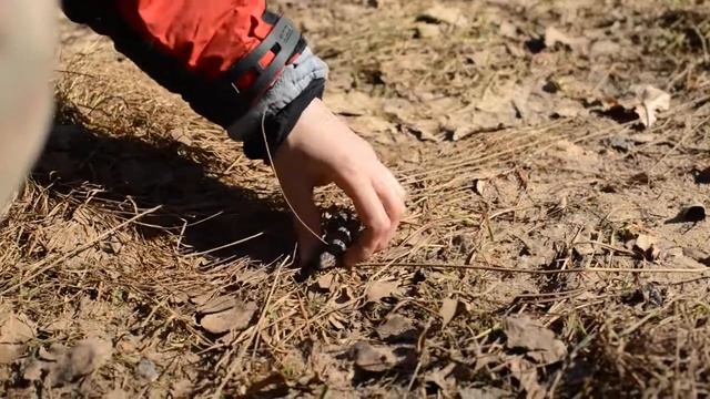 Как загипнотизировать ящерицу по методу Чернолесья. Работает. Природная магия. КукуруЗо.