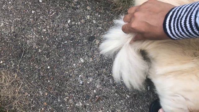 2-month-old Dogo Argentino Puppy Interacts with Old Grump Chihuahua смотреть онлайн