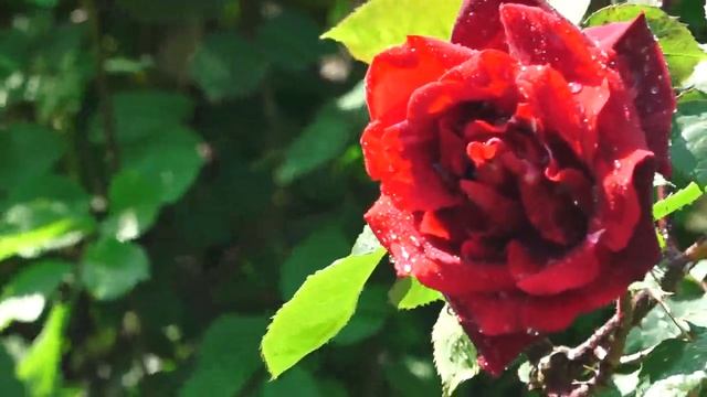 Rosa profumatissima Papa Meilland!!! смотреть онлайн