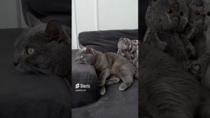 #басик #басики #котбасик #кот #shorts