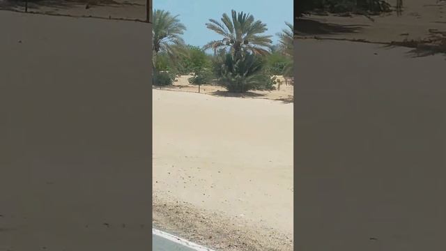 Date palm garden #shortsvideoviral смотреть онлайн