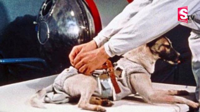 అతరకషనన శసచడనక వళళన కకక పడడ బధ  The Sad Story of Laika First Dog in Space