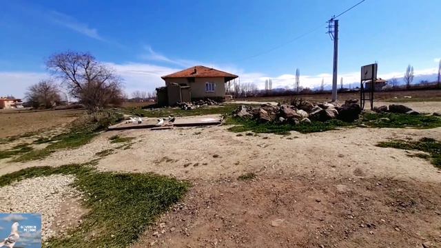 🕊 SEFER MATİK KARA ÇAKMAKLI YAVRU смотреть онлайн