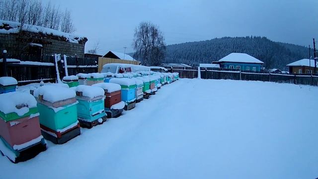 9 01 2021 Зимуем.Что такое ситовое дерево?