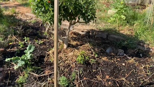 How to Shape Lantana Plants Like Happy Little Trees смотреть онлайн