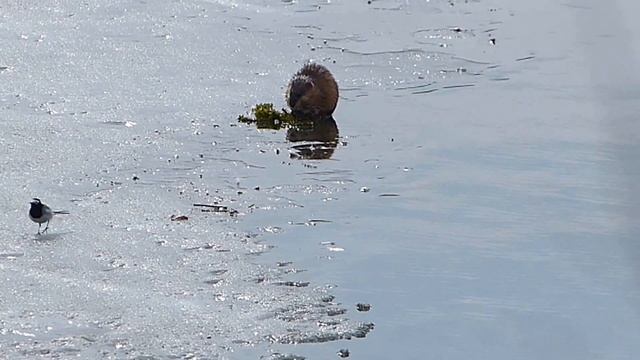 Ондатра. "Не видишь - мы кушаем!" смотреть онлайн
