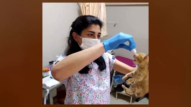 Кошка принесла котят в больницу и "попросила" людей о помощи смотреть онлайн