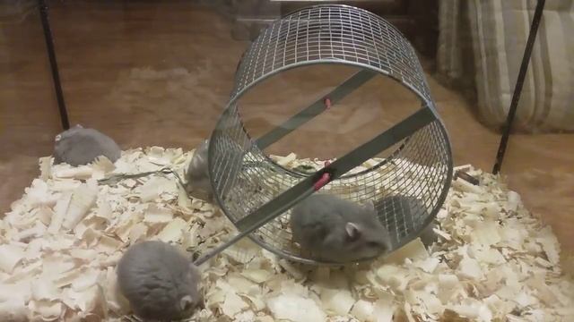 Хомячок Кэмпбелла серый с рубиновыми глазками смотреть онлайн