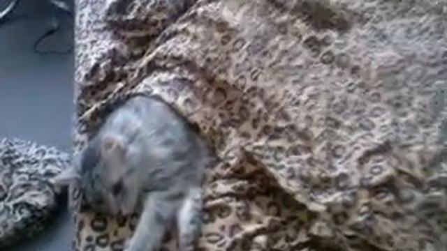 Кошки иногда тоже хотят спать! (Моя кошка Кася) смотреть онлайн