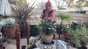 Высадка морозника в горшок, надо успеть до того  как начнется настоящая зима