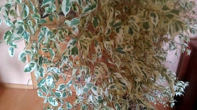 Пестролистный Фикус/3 смотреть онлайн