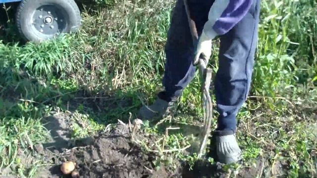 Удобные вилы для копки картошки Ролик 26 смотреть онлайн