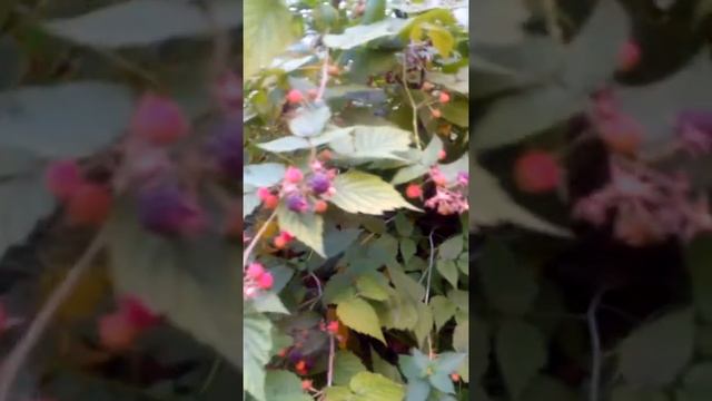 Черная малина смотреть онлайн