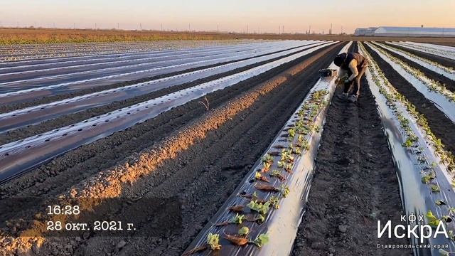 Самая поздняя клубничная посадка смотреть онлайн