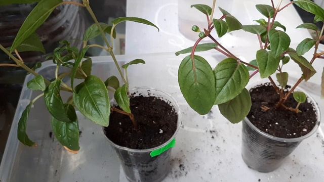 Фуксии. Пересадка. Черенки. смотреть онлайн