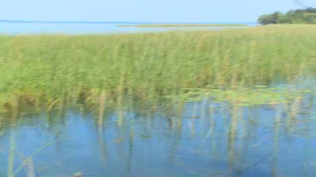 Bob Izumi Real Fishing: Bass in the Weeds смотреть онлайн