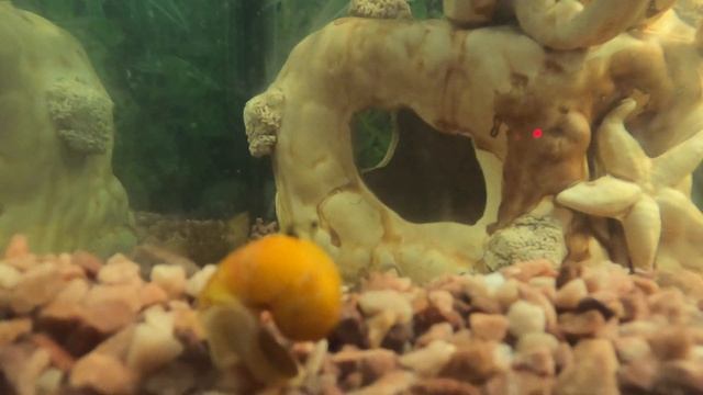 Наблюдение за аквариумной улиткой смотреть онлайн