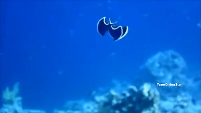 Макро фауна Красного моря. Macro Fauna of the Red Sea.Egypt.Hurghada смотреть онлайн
