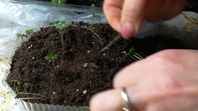 Первая пересадка Львиного Зева , семена свои. смотреть онлайн