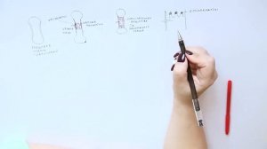 Непрямой остеогенез