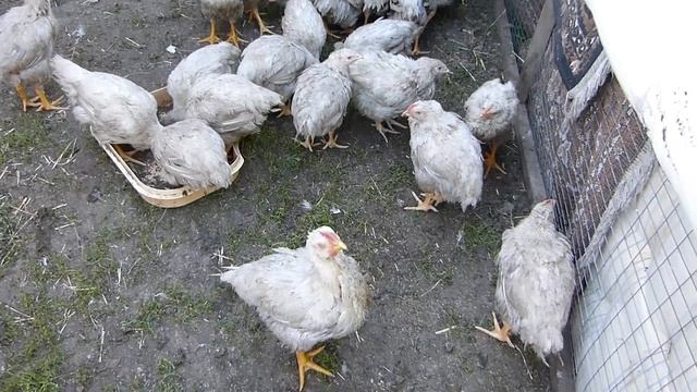 Купили новую тачку/За картошкой/Деревенский ужин смотреть онлайн