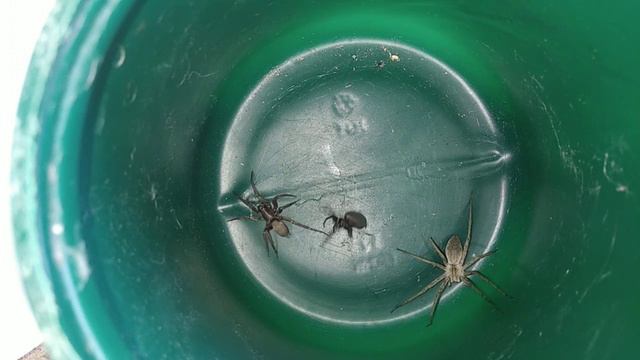 подгребной паук vs pisaura mirabilis vs filistata insidiatrix смотреть онлайн