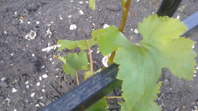 Опора для винограда. 25.05. 2018г.