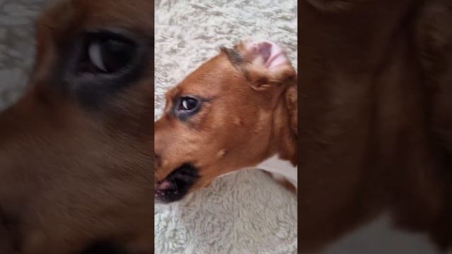 булочка с корицей 🍪 #рекомендации #top #влог #собака #тренд смотреть онлайн