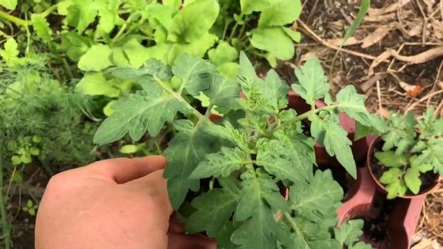 16.09.2020 Aнанас томат, теплица смотреть онлайн