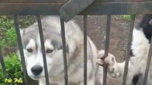 Волки и собаки.