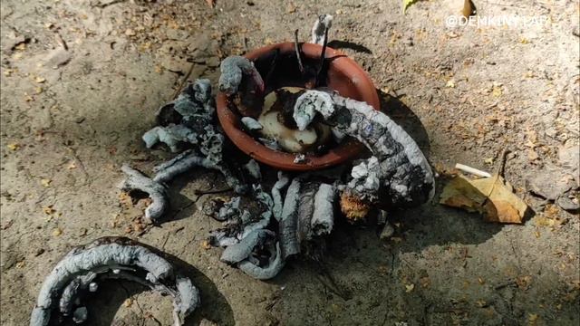 ФАРАОНОВЫ ЗМЕИ