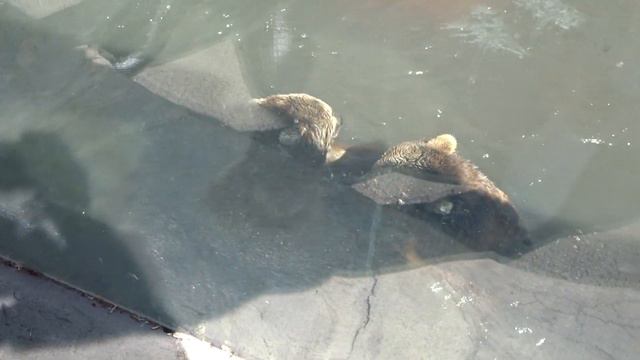 Yerevan ZOO 2019 Bears смотреть онлайн