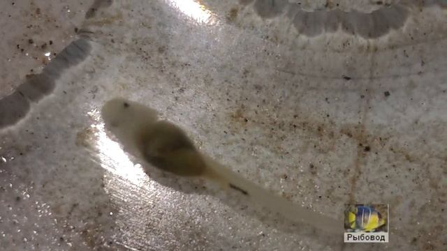 Личинка веслоноса! The larvae of paddlefish смотреть онлайн